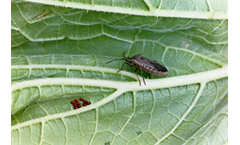 Biotechnology and Crop Protection Services