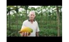 HCIA`S "Seeds of Promise": Chapter 1 ~ Benefits for Hawaii by Hawaii Crop Improvement Association Video