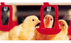 Broiler Floor Watering System