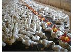 AgroMax - Duck Feeding System