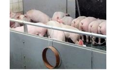 Wesstron - Rearing