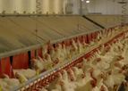 Wesstron - Breeding Chickens Parent Stocks