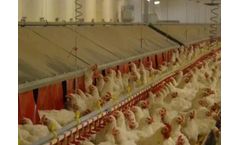 Wesstron - Breeding Chickens Parent Stocks