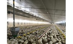 Sperotto Astra - Rationed Feeding System for Broilers
