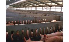 Sperotto - Pigs Sheds