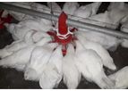 VDL Agrotech Valenta - Breeders Rearing