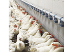 VDL Agrotech - Matrix Male Feeding System
