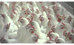Turnkey Breeder Project by VDL Agrotech - Excellence in Feeding - Video
