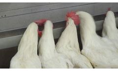 Matrix, Feedtrough Exclusively for Males by VDL Agrotech - Video