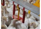 SKA - Automatic Nipple Drinkers for Turkeys