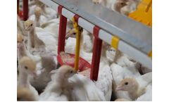 SKA - Automatic Nipple Drinkers for Turkeys