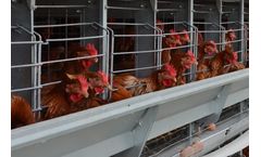 Hellmann - Enrichable Cage System for Egg Production