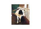 E-Z - Cattle Brush & Oiler