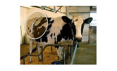 E-Z - Cow Kickbar