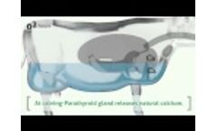 Agrimin 24&#8729;7 calcium boluses for dairy cows Video