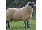 Ram Fertility Course