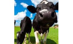 1-Day Cattle Fertility Course