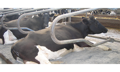 Cattle Bedding