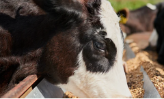 Home n’ Dry - Model Alkanuts - Blended And Pelleted Feeds