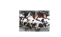 AutoRotor - Model Magnum 40/40-F - Rotary Milking Systems