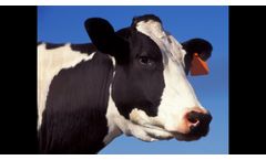 The Texas Dairy Industry is Strong! - Video