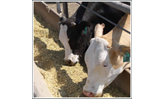 Feed Testing Services