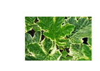 Acanthus Whitewater