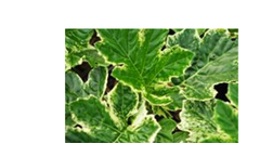 Acanthus Whitewater