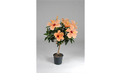 Hibiscus rosa-sinensis