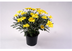 Euryops pectinatus