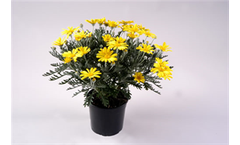 Euryops pectinatus