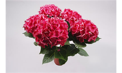 Hydrangea macrophylla Ortensia