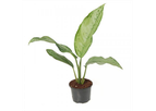 Aglaonema B.J. Freedman