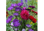 Model Serenade Series - China Aster Seed