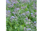 Borage Plant
