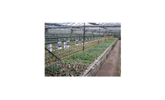 Bedding Plants for Summer & Autumn