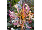 Fast-growing Climbing Plants