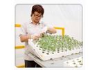 Grafting Plants