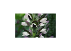 Acanthus 'Morning's Candle'