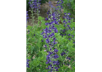 Baptisia Australis (Wild Blue Redneck Lupine)