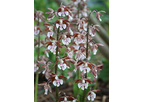 Calanthe Discolor (Discolor Hardy Calanthe Orchid)