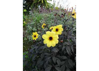 Dahlia