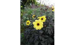 Dahlia