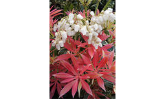 Potliners & Container Plants