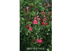 Heatwave - Model EGGBEN002 P.P.#24,153 -  Blast Sage Salvia (Microphylla x Greggii)