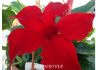 Sun Paraso Carmine King - Mandevilla x Sunparaka P.P.A.F