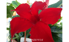 Sun Paraso Carmine King - Mandevilla x Sunparaka P.P.A.F