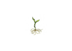 Cypripedium