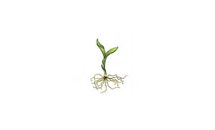 Cypripedium