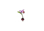 Pleione